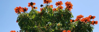 Restricted Trees with in 10 meters