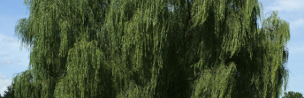 Restricted Trees with in 10 meters